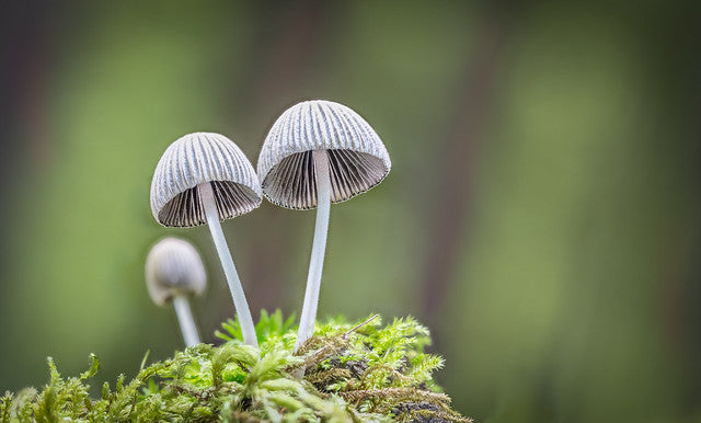 https://farm2.staticflickr.com/1449/24800673529_64272a66ec_z_d.jpg