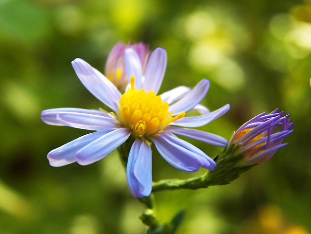 https://farm9.staticflickr.com/8295/8007075227_dc958c1fe6_z_d.jpg